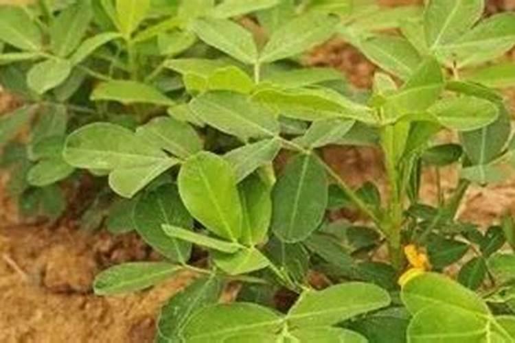 花生一亩用多少氯化钾肥料