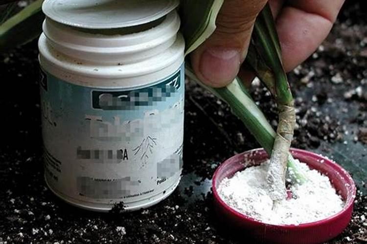 生根粉和化肥在一起使用效果怎样