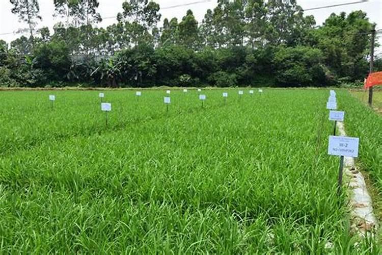 纯硫基3个15能作水稻追肥码？