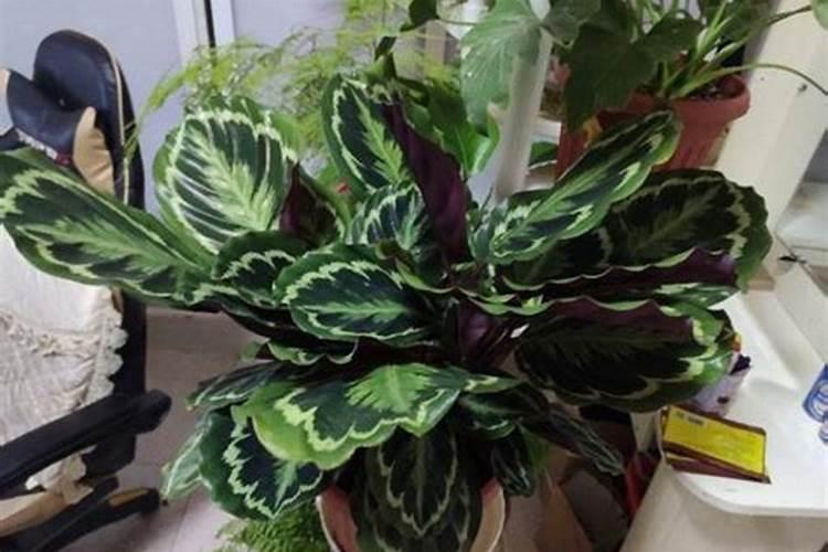 怎样使绿叶植物叶子绿