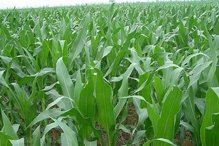 矿源黄腐酸钾是否需要肥料登记证号