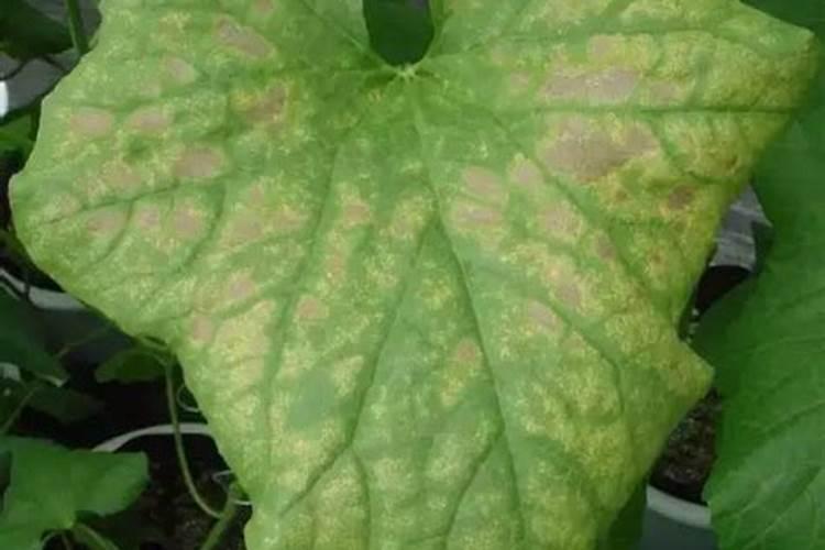 甜瓜打什么叶面肥最好？甜瓜施肥时间及方法？