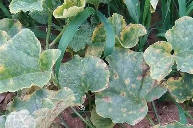 甜瓜叶子发黄怎么办。