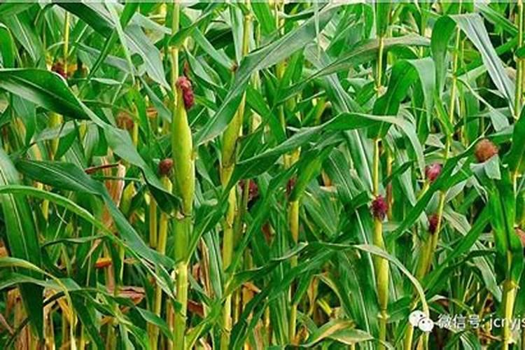 玉米产量上不去？农技员教你玉米四大关键期这样做,产量直接翻倍百度...