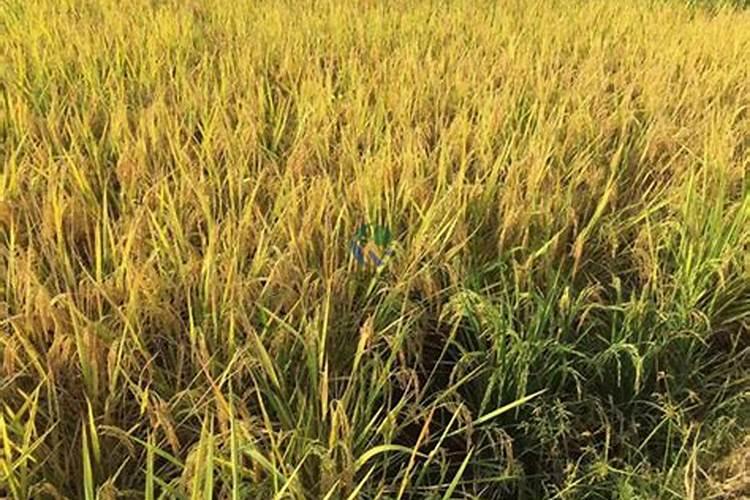 西红柿着色用什么肥料好