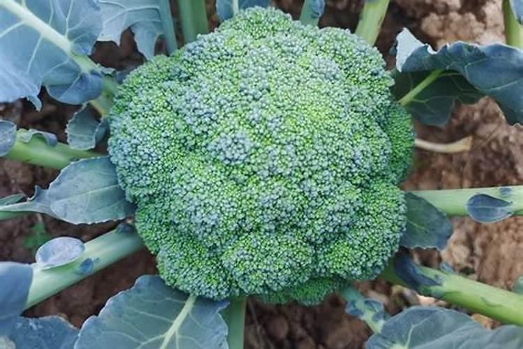 肥料级腐植酸钾国标标准是多少