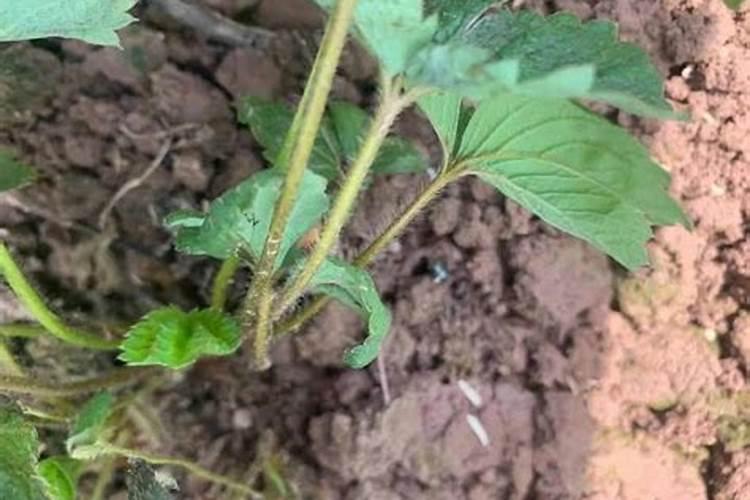 草莓苗移栽多久后可以施肥？