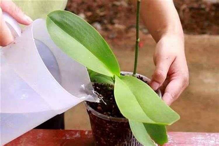 西瓜膨大期用什么肥料