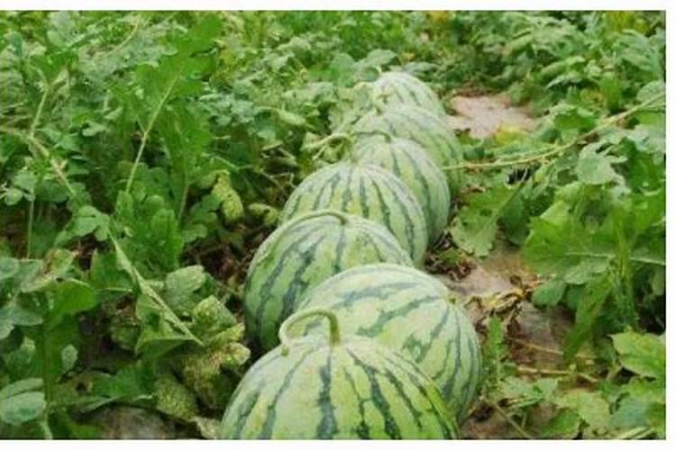 西瓜开花后结果如何管理施肥