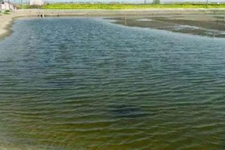 水溶肥一般几天见效