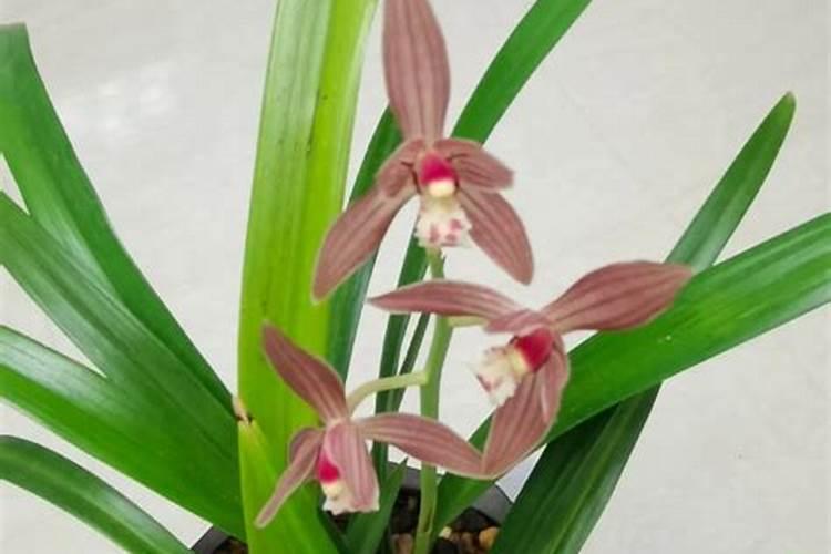 兰花用什么肥料会开花