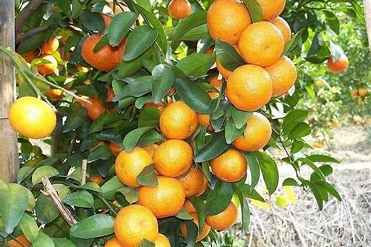 怎样做草莓从苗到果实的生长流程图