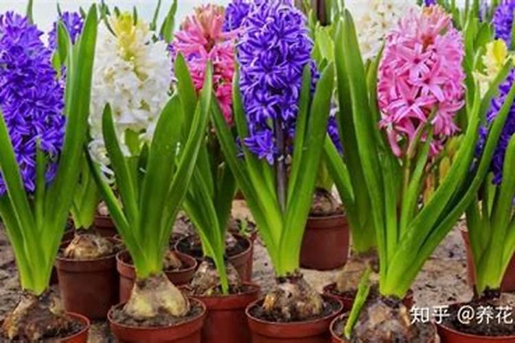 葡萄风信的种植养护及注意事项