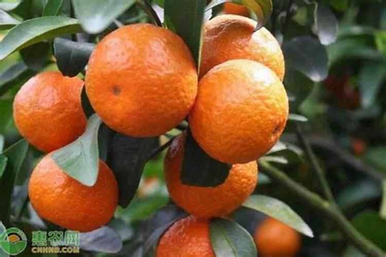 沙糖桔施肥方法及注意事项