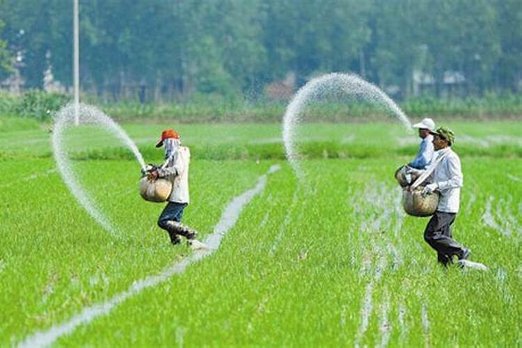 立秋后水稻能不能施肥