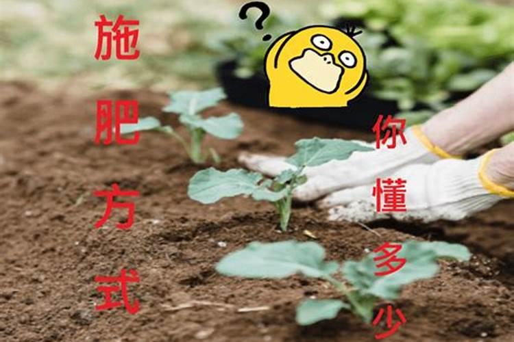 常用的施肥方式有哪几种形式