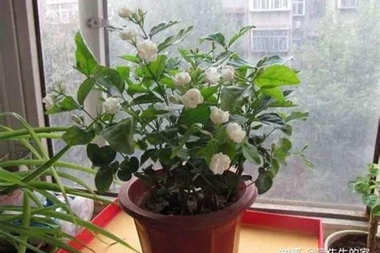 茉莉花一年开花三次要怎么养,追施有机肥施加叶面肥