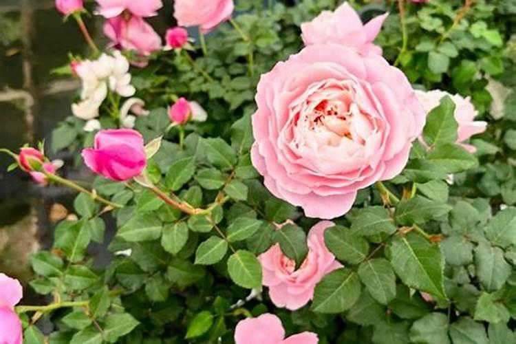 粉蕉有21叶子得黄叶病该怎么治？