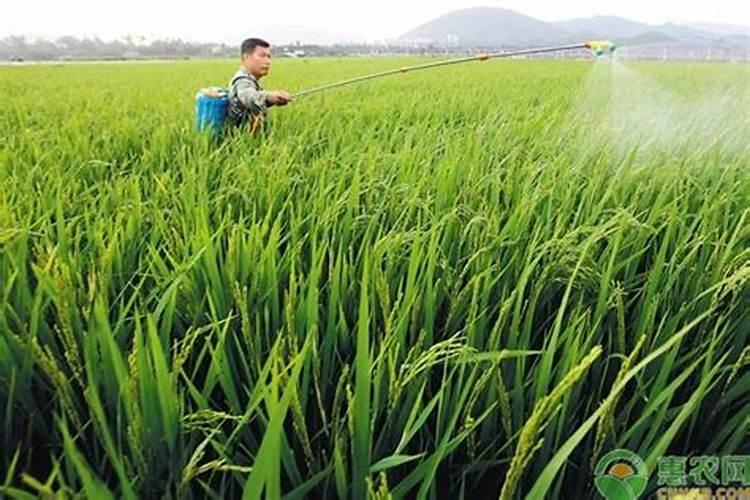 芸苔素和磷酸二氢钾+液体氮肥混合使用有什么效果？