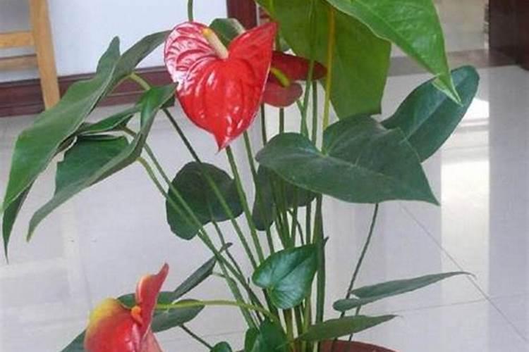 杏树高产用什么叶面肥好？杏树壮果肥上什么肥？杏树膨大增产用金泰靓...