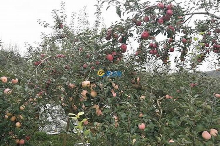 金正大肥料有几个品牌