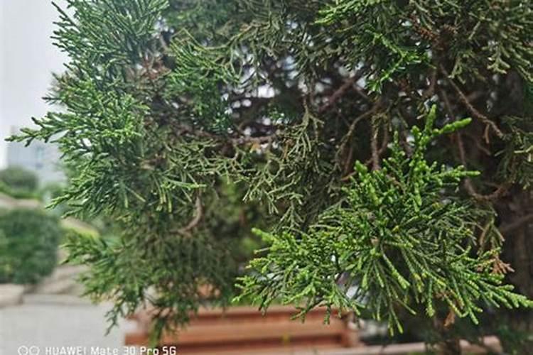 果树上花前,需要施肥吗？