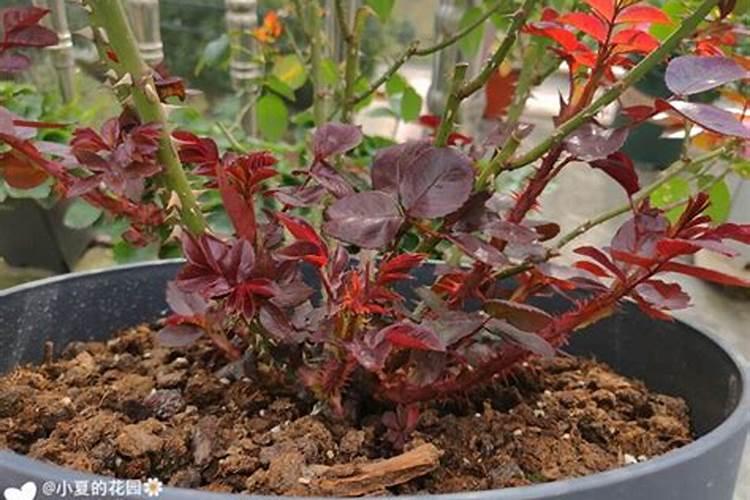 平衡水溶肥配方