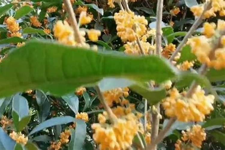 ...膨大肥料？葡萄促花保果专用膨大肥料,葡萄叶面肥用调色师