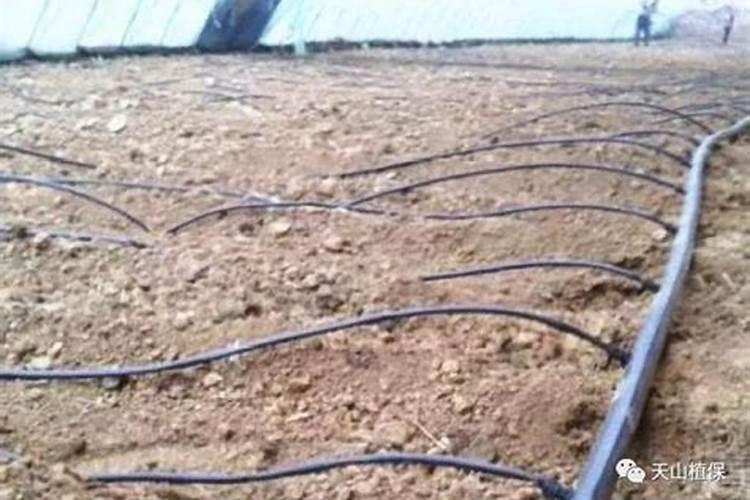 喜满地水溶肥效果怎么样