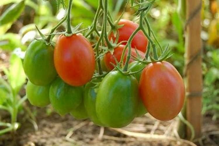 沈阳美华纳米碳水稻复合肥价格？