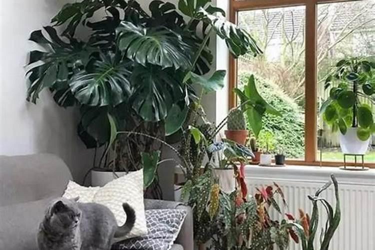 观叶植物施什么肥最好,适合用什么肥料