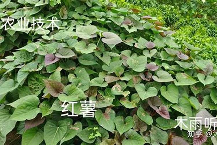 红薯施什么化肥最好