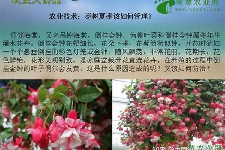 怎么解除萘乙酸钠药害