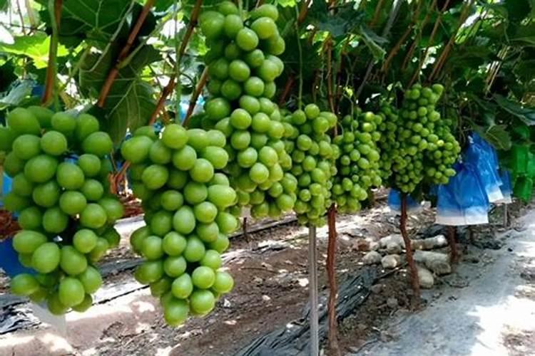 果树移栽后什么时候开始施肥？如何管理移栽后的第一年？拿葡萄举例？