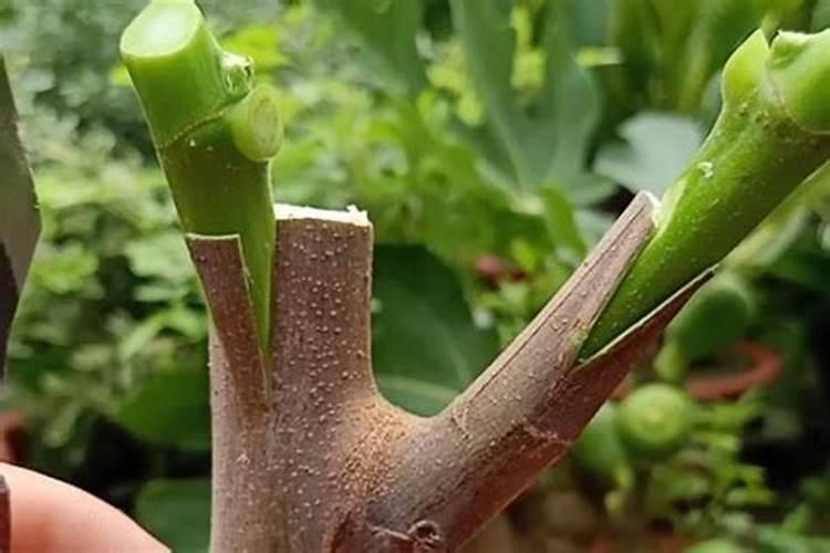 百香果嫁接苗嫁接后的管里方法