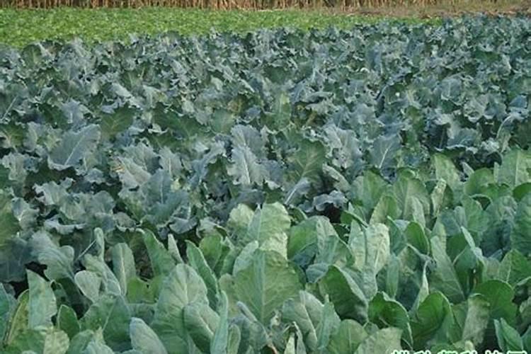 黄豆最忌3种肥料