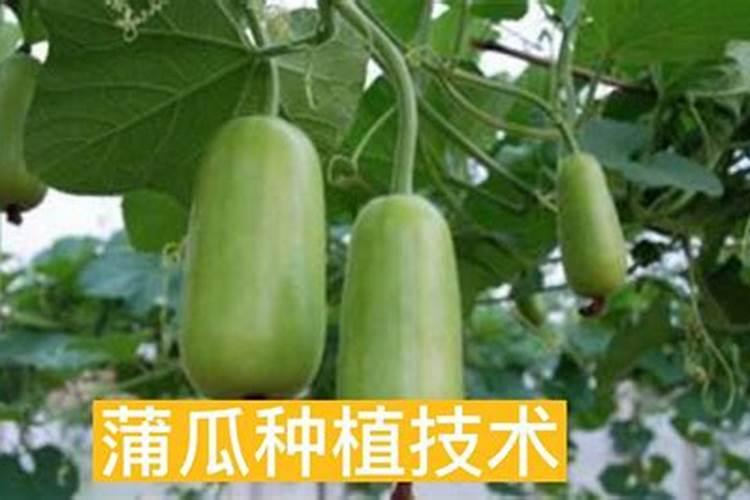 蒲瓜梨怎么施肥 蒲瓜梨的施肥方法