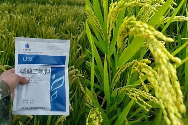 种植菠菜怎么施肥？施什么肥料？