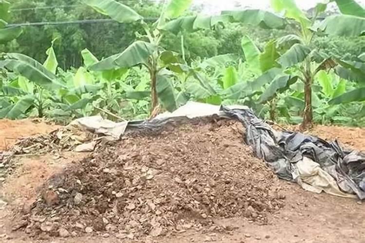 魔芋什么时候追肥合适