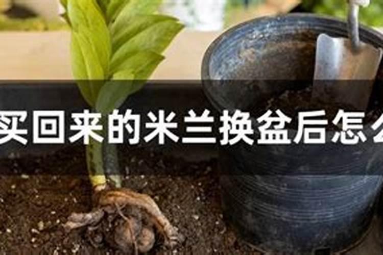 米兰换土时间和方法