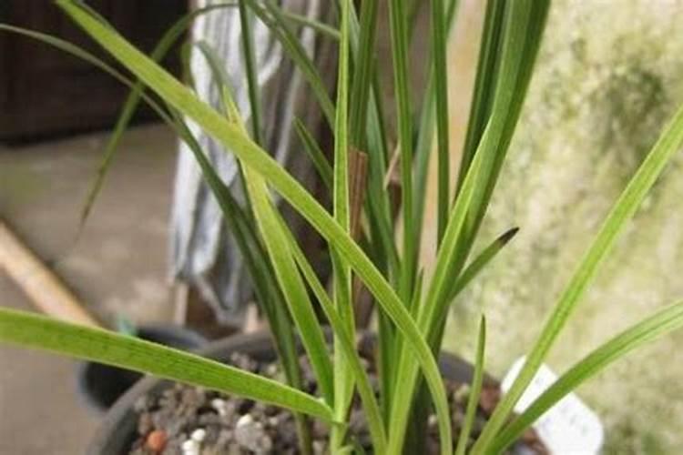 苹果树八月末还可不可以使用矿源黄腐酸钾施肥？