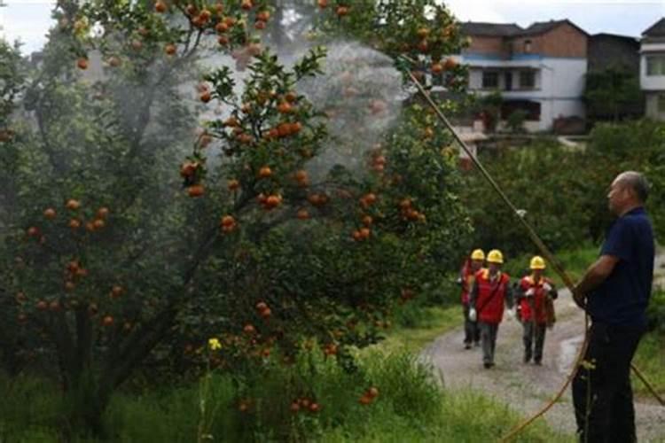 中药材党参壮根灵厂家批发,中药材党参肥哪个品牌好？