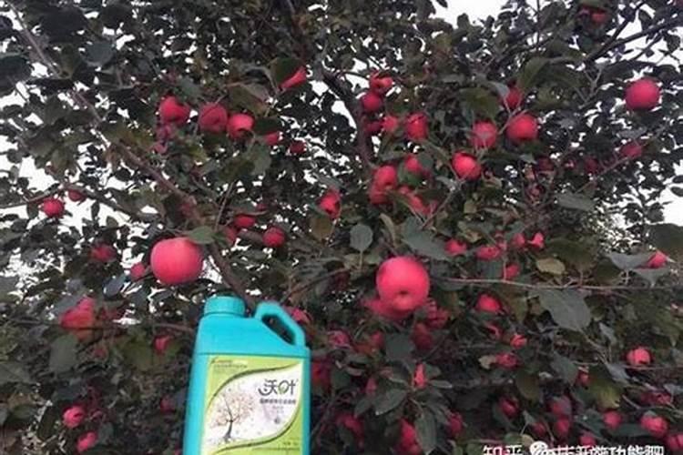 茉莉花多久施一次肥 应该施什么肥