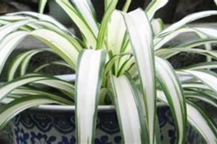 水培金钱草叶子变黄怎么办？