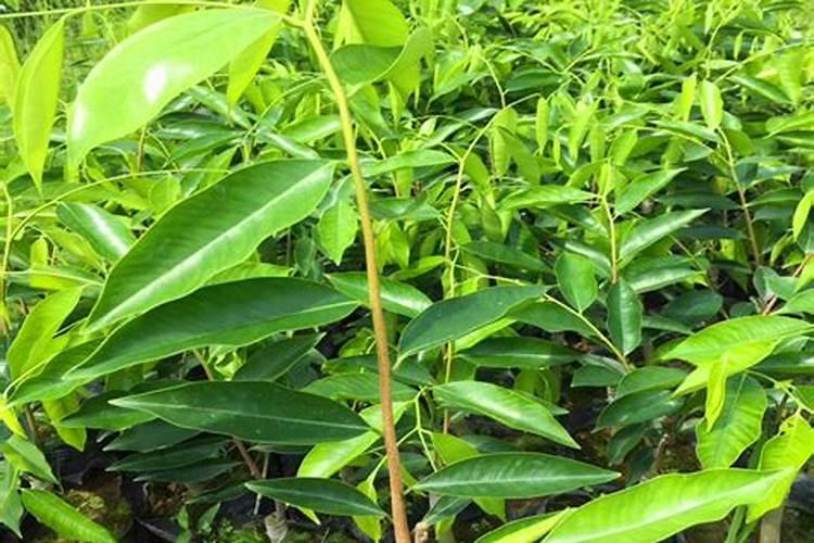 铸源电商平台的真实性如何