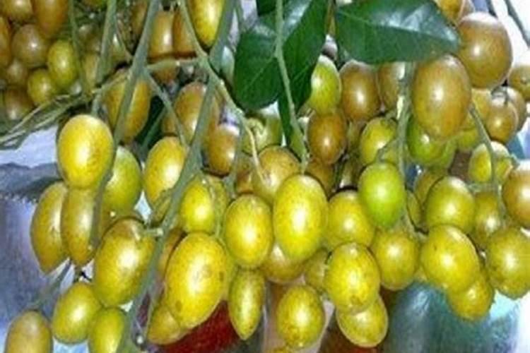 十月半间茶叶树能施氮肥吗？