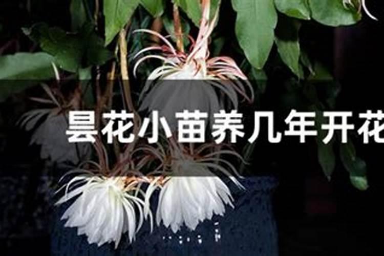 昙花长花蕾的时候可以施肥吗