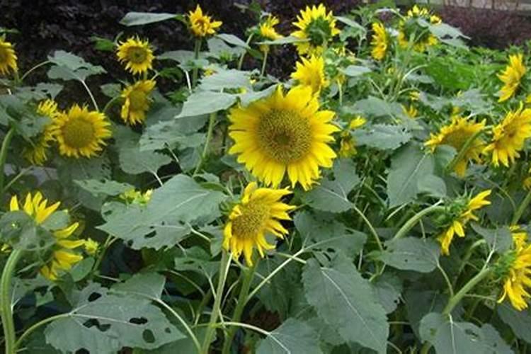 向日葵喜肥吗 喜欢施什么肥料