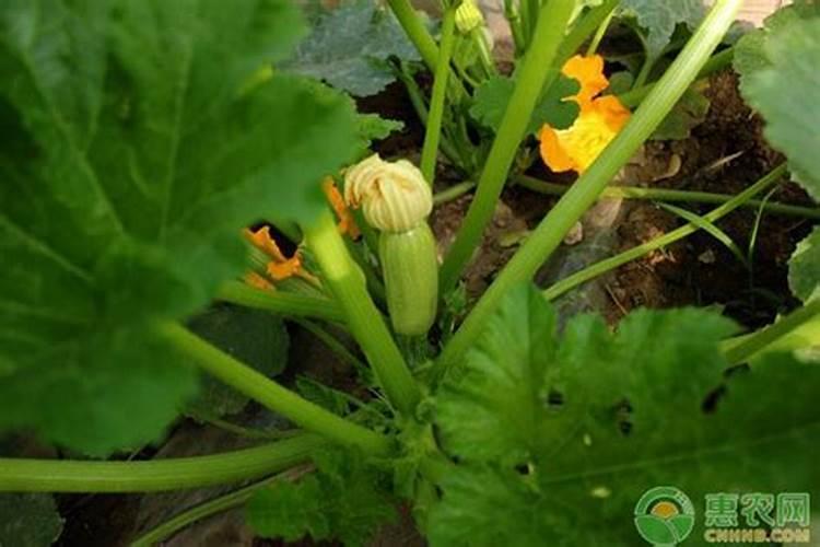 西葫芦露天种植怎么浇水施肥最好