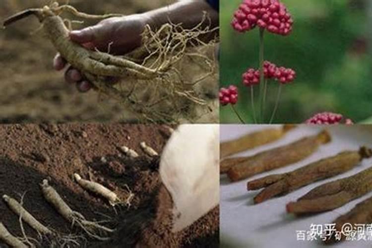 药材根类第二次膨大需要氮肥吗